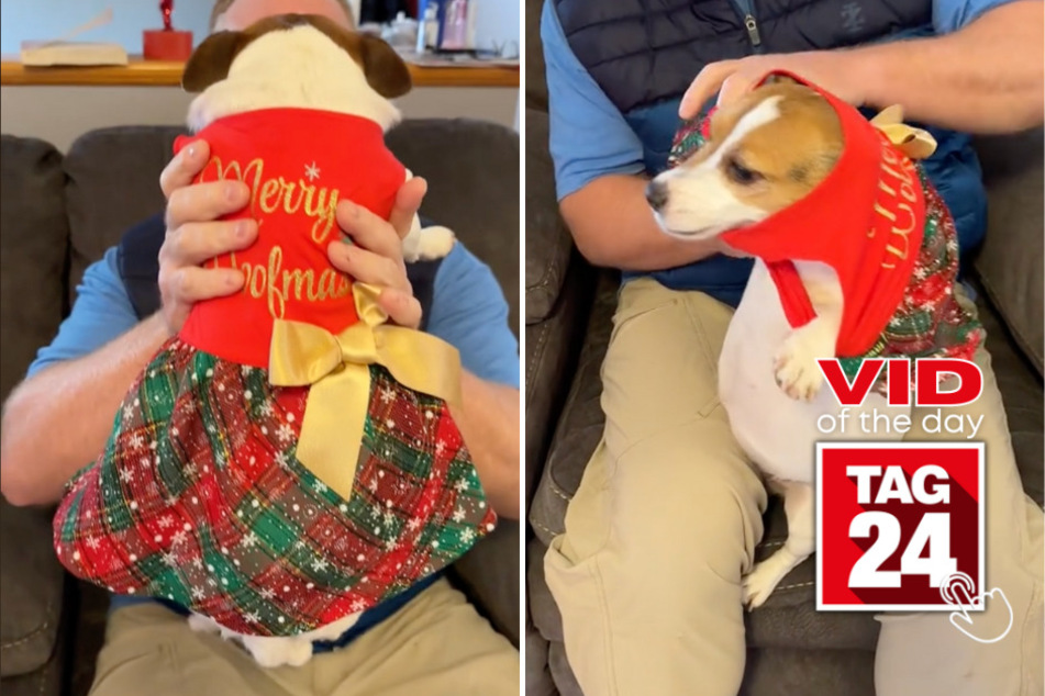 viral videos: Viral Video of the Day for December 30, 2023: Dog saves Christmas with dashing 'fit!