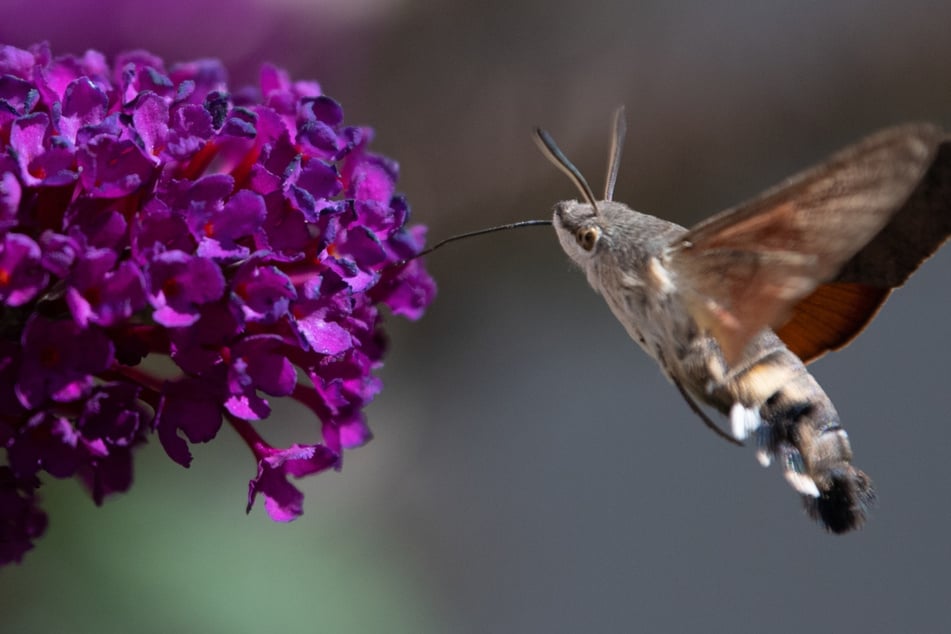 Halb Kolibri, halb Schmetterling? Kurioses Tier rückt in den Fokus der Forscher