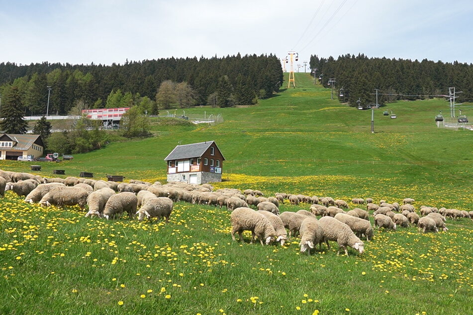 Sattes Grün, wohin man blickt. Die Schafe am Hang von Oberwiesenthal.