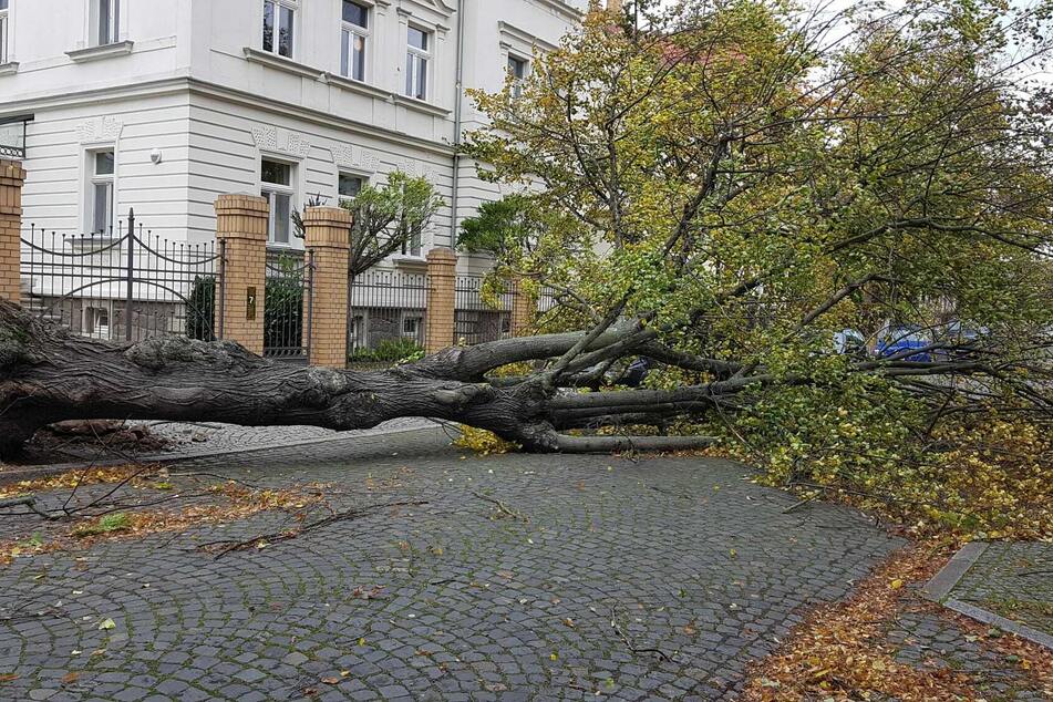 An der Bahnhofsallee im Leipziger Stadtteil Liebertwolkwitz hat der Sturm eine alte Linde umgerissen.