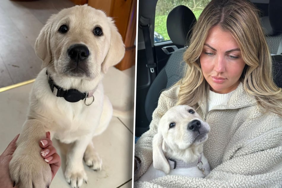 Rachel Kew (31) hat ihren einjährigen Labrador Bagel sehr lieb, lässt ihn nur selten allein.