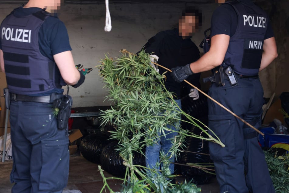 Bei dem Einsatz konnte keine verdächtige Person rund um die Plantage angetroffen werden.