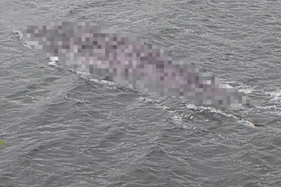 Krasse Fotos aufgetaucht: Gibt es das Seemonster von Loch Ness wirklich?