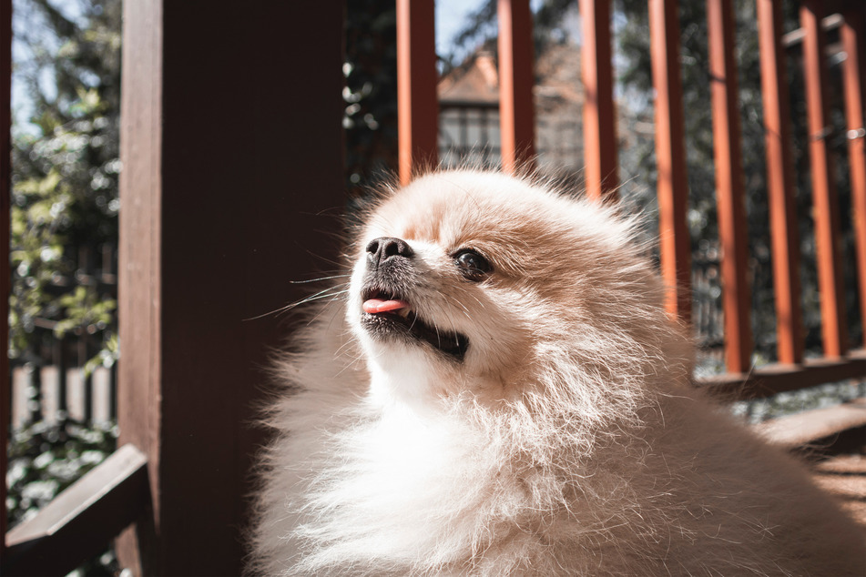 Are there any dogs cuter than the pomeranian? We're unsure.