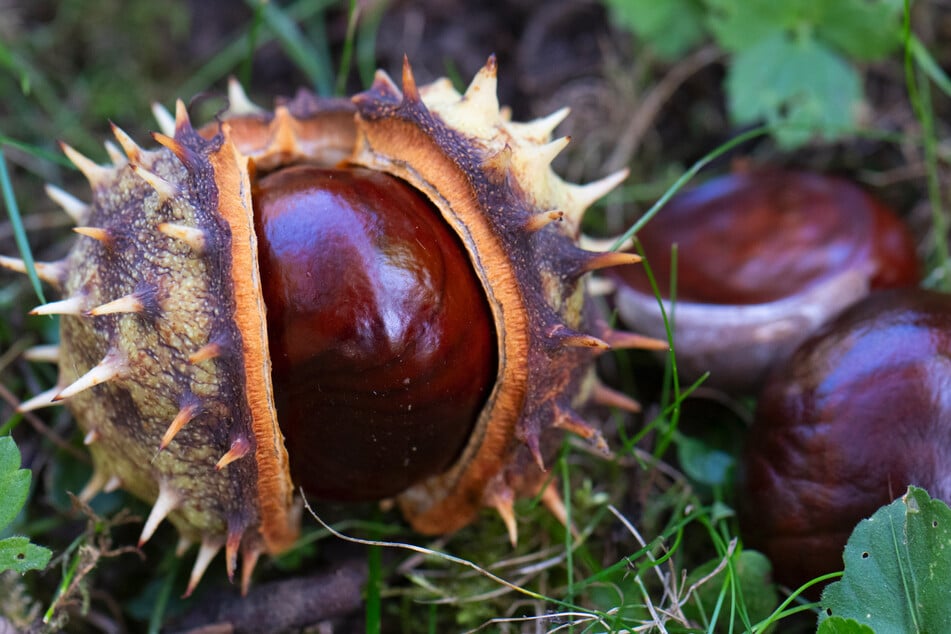 Die aufgesammelten und eingetauschten Kastanien spendet Haribo traditionell als Winterfutter an Wildgehege in Deutschland und Österreich.
