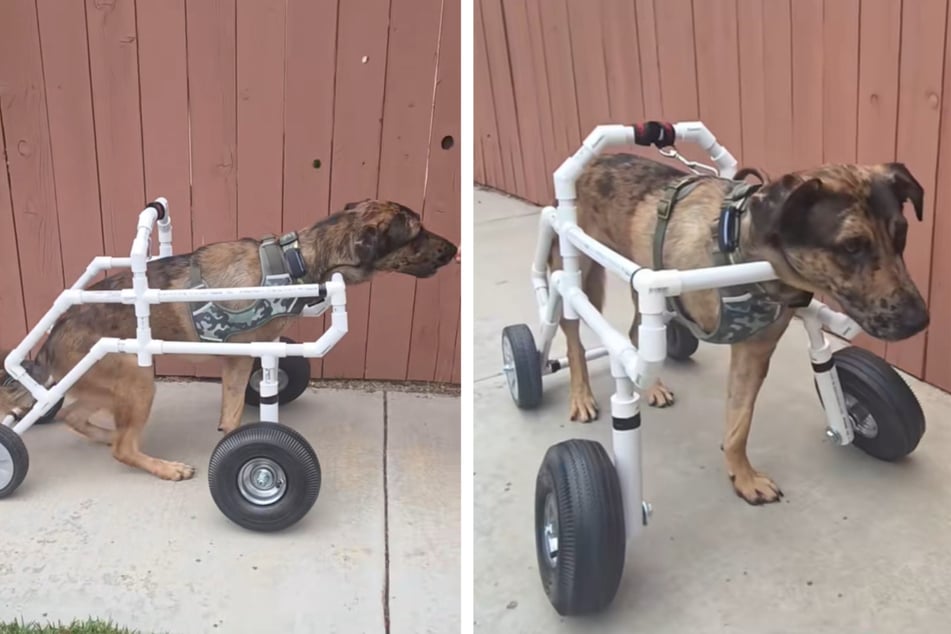 Für den Hund wurde ein neuer maßgefertigter Rollstuhl hergestellt.