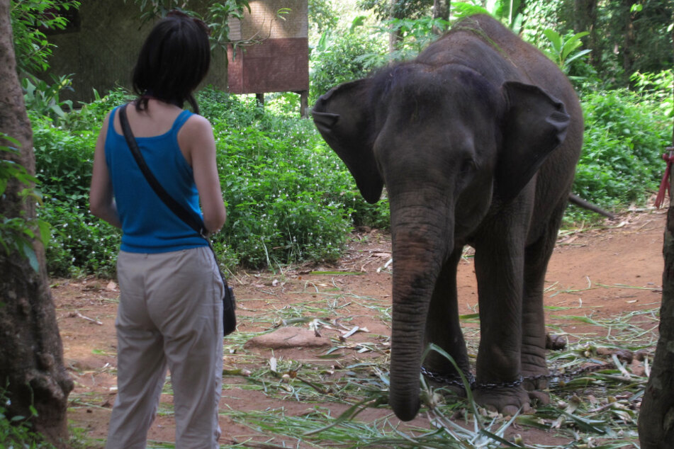 Wie geht es mit den Elefanten in Thailand weiter? (Symbolbild).