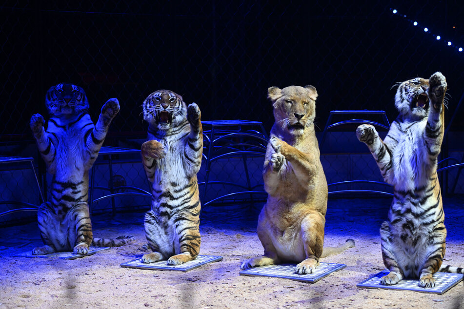 Die Raubkatzen-Nummer ist für viele Besucher das Highlight der Show - Tierschützern aber ein Dorn im Auge.