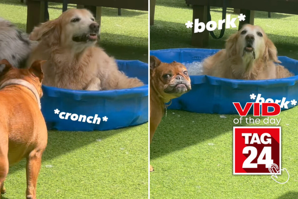 viral videos: Viral Video of the Day for June 20, 2023: Golden Retriever gets brain freeze