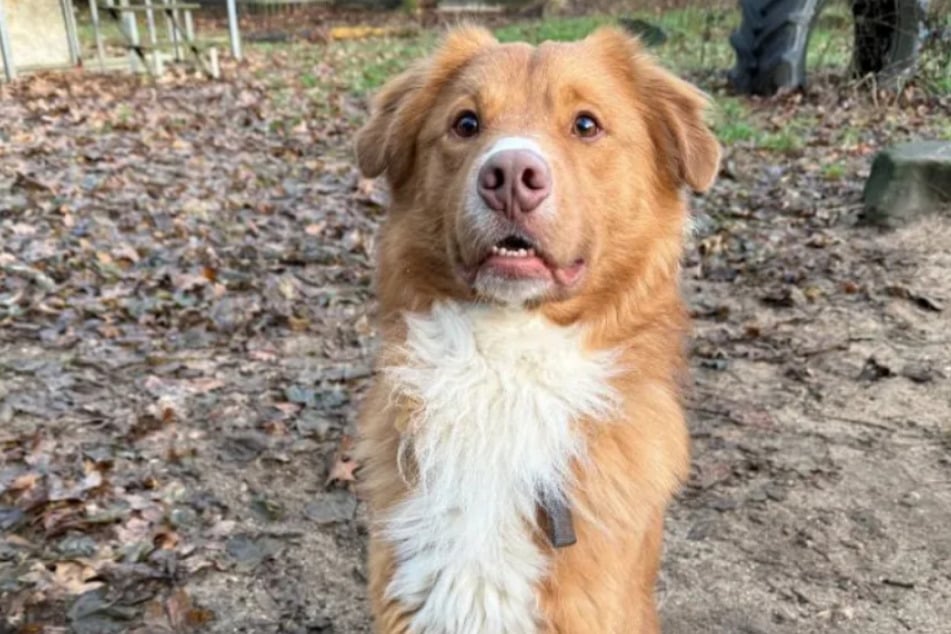 Ganz brav posierte Rusty vor der Kamera, als seine Pfleger ein paar Fotos von ihm knipsten, um ihn auf der Tierheim-Website vorzustellen.