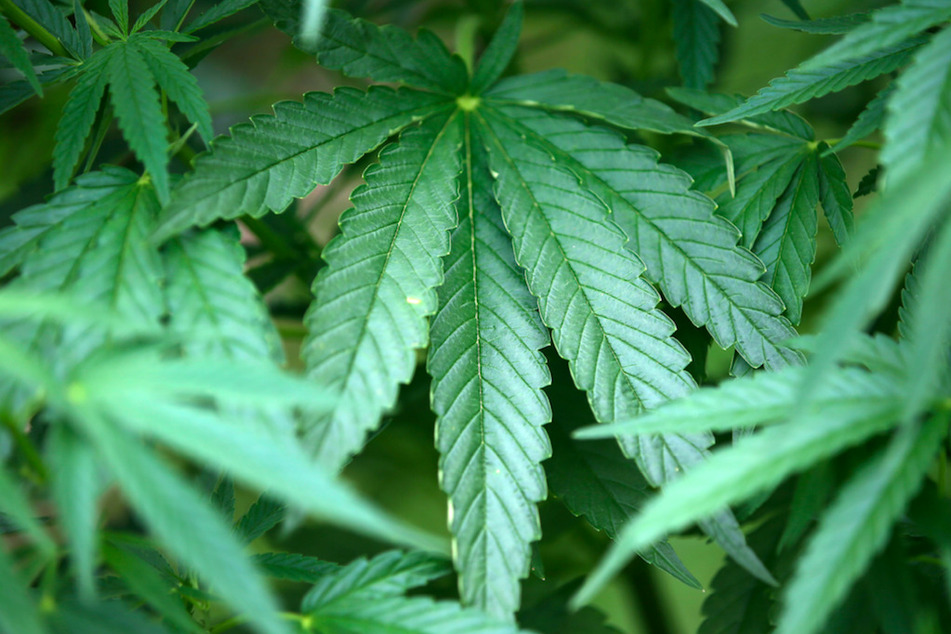 Über 20 Marihuanapflanzen wurden in einer Wohnung in Bissingen entdeckt. (Symbolbild)