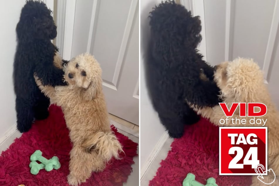 These pups were caught in a hilariously intense showdown – one even had the other pinned against the wall!