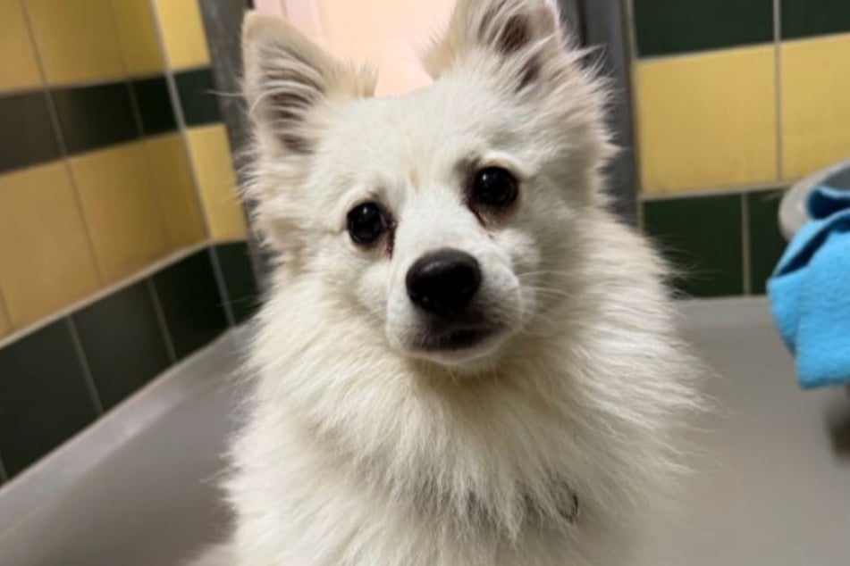 Spitz Paddy landete als Fundhund im Tierheim Köln-Dellbrück und wurde von niemandem vermisst.