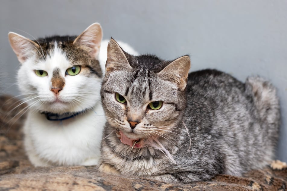 Dass Wölfe Hauskatzen angreifen, ist selten: In den vergangenen beiden Jahren wurde in Sachsen je eine Katze von einem Wolf getötet. (Symbolfoto)