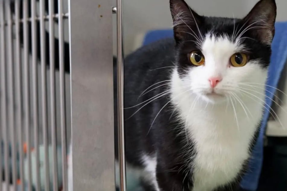 Ängstliche Katze sucht fürsorgliche Lieblingsmenschen: Wer schenkt Stracciatella ein Zuhause?