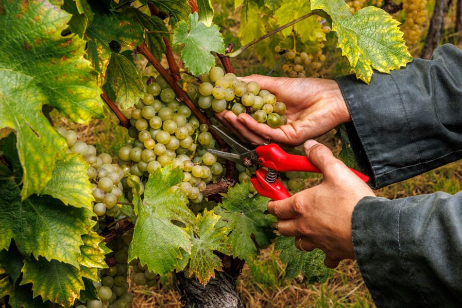 Übrigens sind "lockerbeerige" Trauben bei Winzern besonders gerne gesehen. Hier können sich Pilze nicht so gut festsetzen, da überall Luft hinkommt.