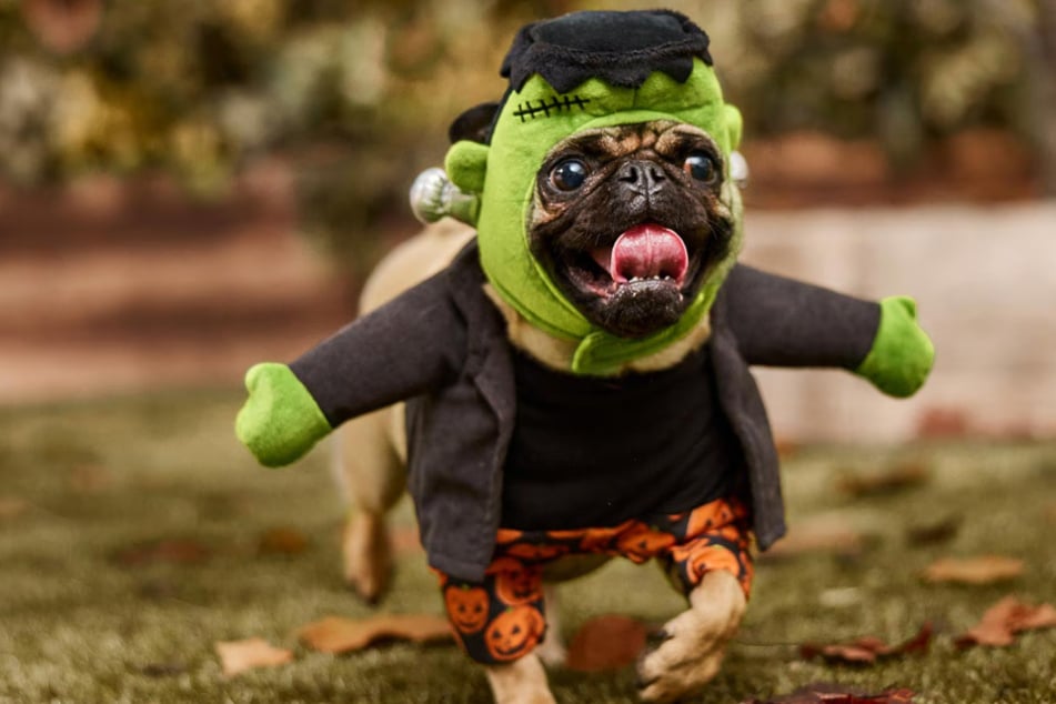 Pet parents will love these great offers on Saturday, October 18