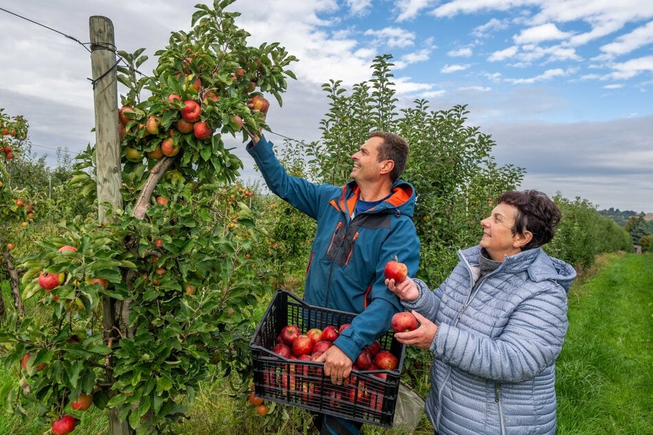 Daniel Morgenstern (45) und Angela Schmidl (67) sind für die Apfelernte extra aus Sehmatal nach Mittelsachsen gefahren.