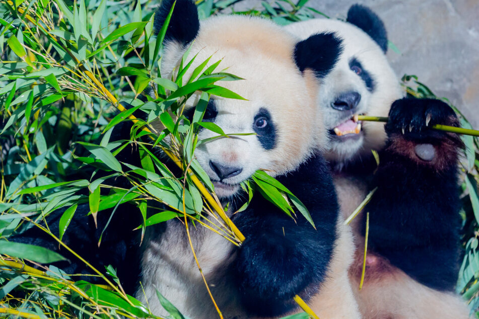 Die Panda-Zwillinge Pit und Paule sowie Panda-Mutter Meng Meng bleiben am Donnerstag unter sich. Der Zoo hat wegen einer Unwetterwarnung geschlossen.