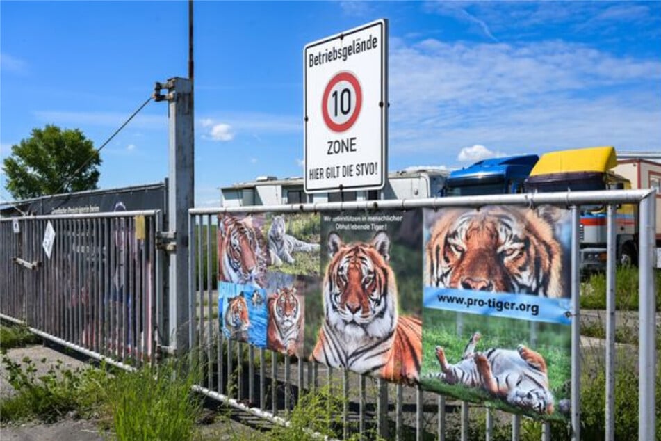 In Schkeuditz war ein ausgewachsener männlicher Tiger ausgebrochen. Ein 72 Jahre alter Helfer wurde dabei schwer verletzt. Das Tier wurde von der Polizei in der Nähe einer Kleingartenanlage erschossen.