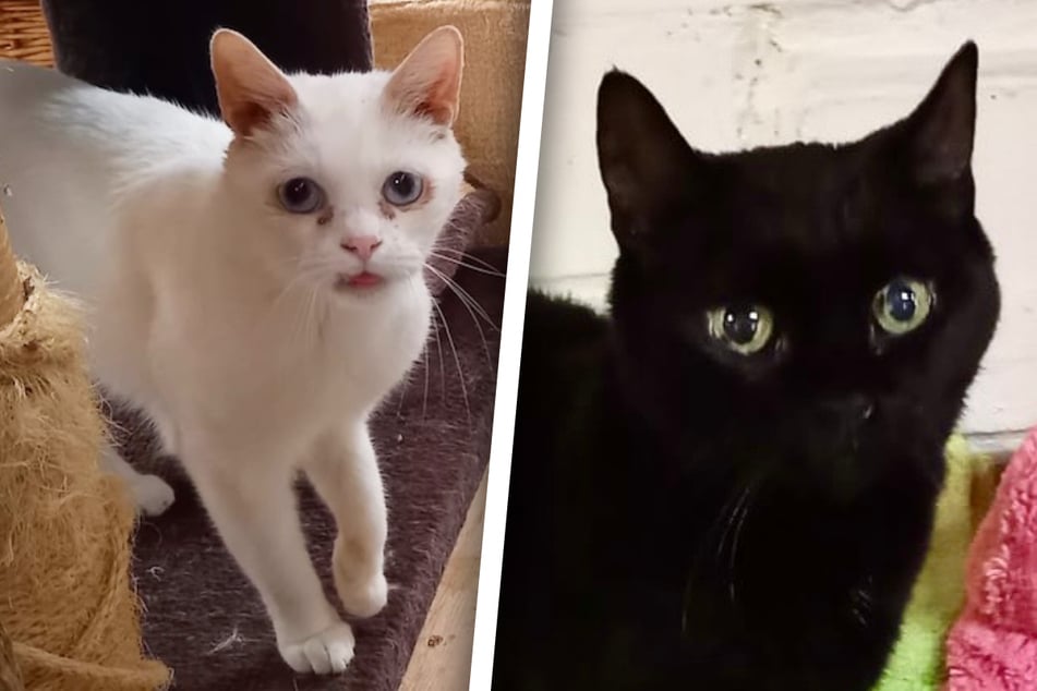 Viejo, pero todavía al pie del cañón: ¿Quién tiene corazón para los gatos mayores?