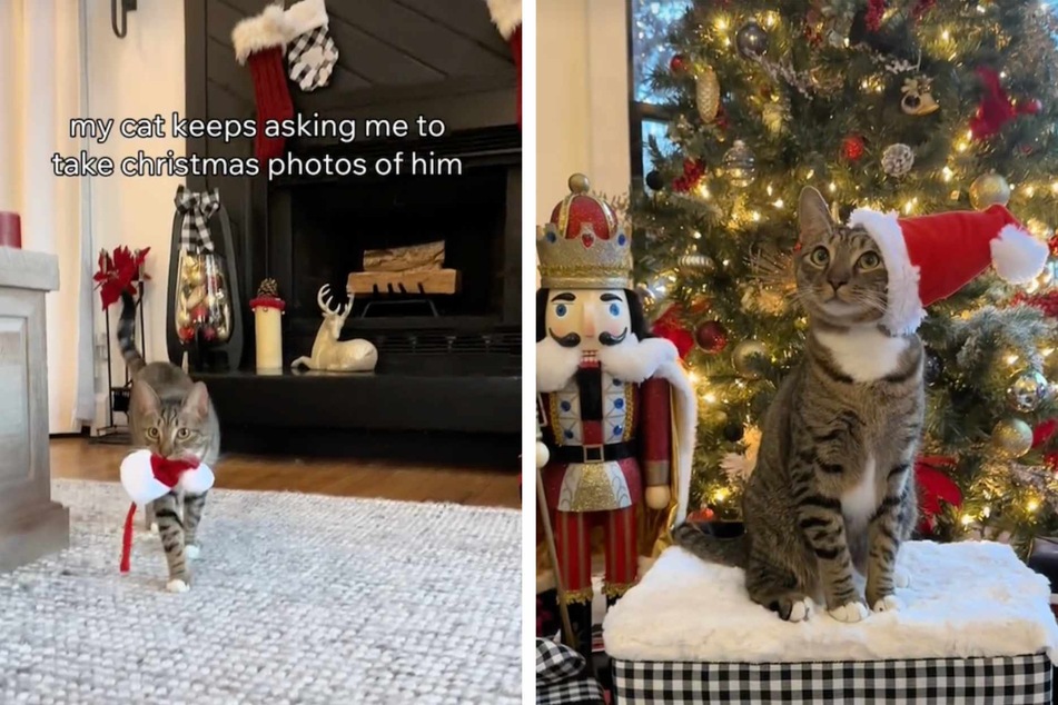 Cat adorably begging to have his Christmas picture taken delights internet!