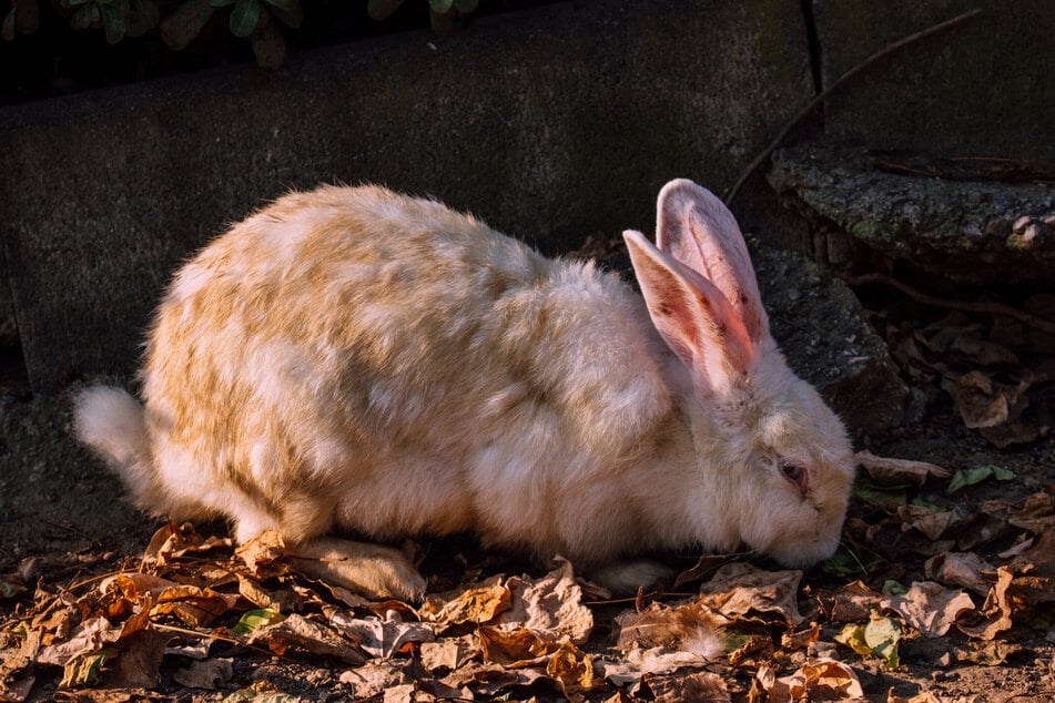 Kaninchen wächst im Herbst ein wärmendes Winterfell.