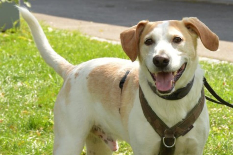 Sams Herrchen und Frauchen wurden beide schwer krank: Das passiert jetzt mit dem Rüden