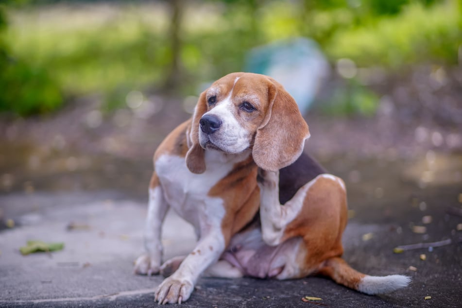 Grasmilben im Garten verschonen auch Hunde nicht.
