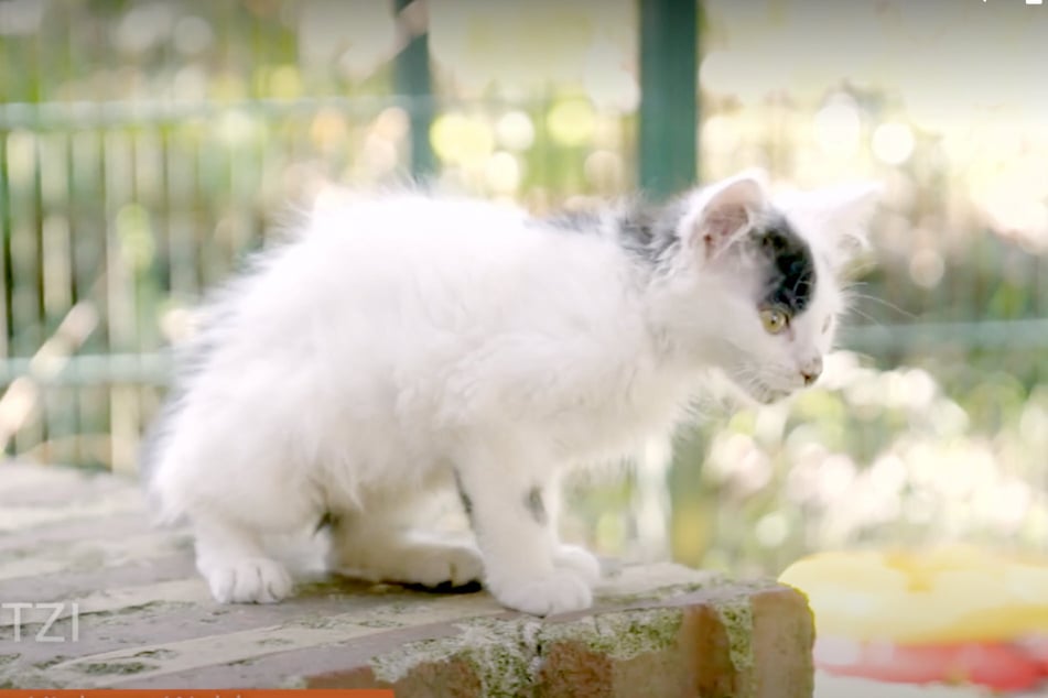 Die Katzen-Geschwister Funky und Fritzi haben in ihrem jungen Leben schon einiges durchgemacht.