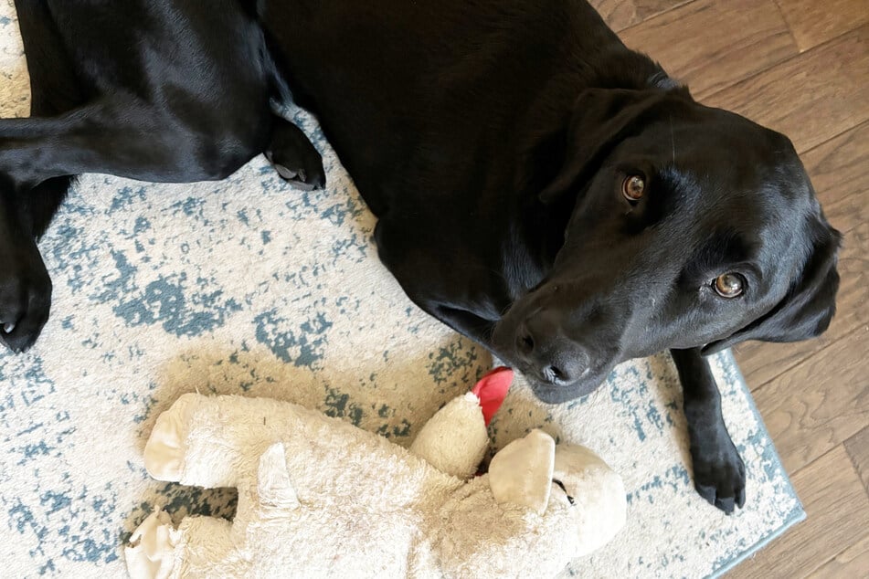 Was war nur mit diesem Labrador los?