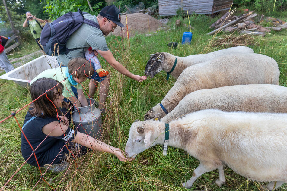 Bei der Besichtigung des Bauernhofs füttert Familie Mager aus Chemnitz Schafe.