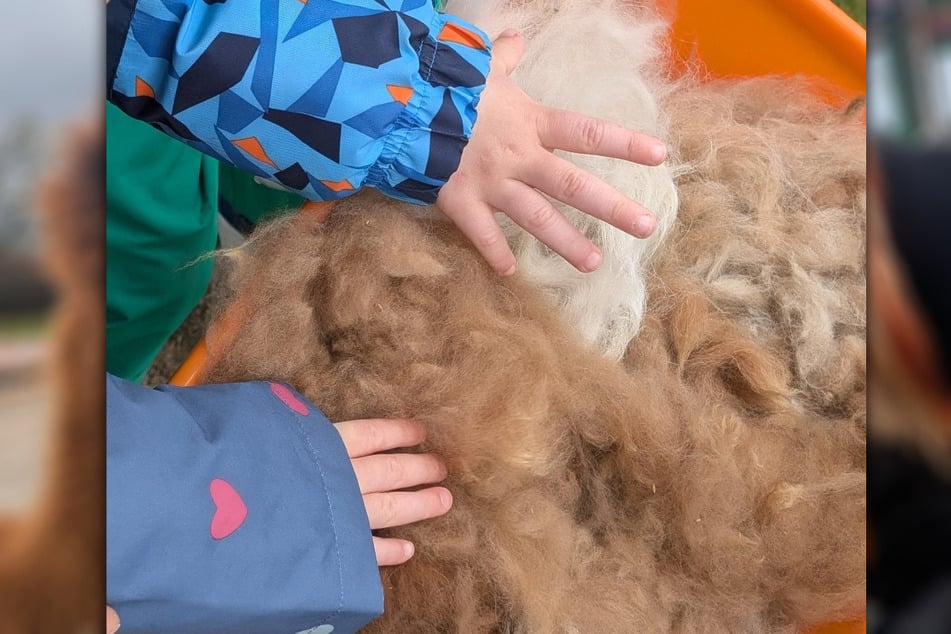 Die Kita-Kids konnten unter anderem das Fell der Tiere berühren und einiges über sie lernen.