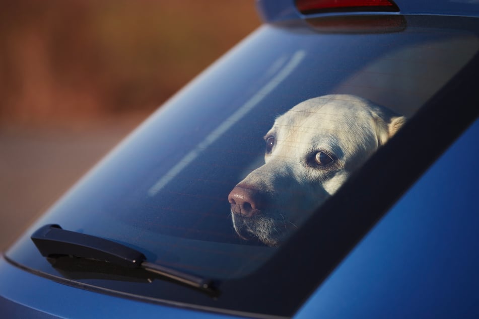 Immer wieder kommen allein gelassene Tiere oder Kinder in heißen Autos zu Tode. (Symbolbild)
