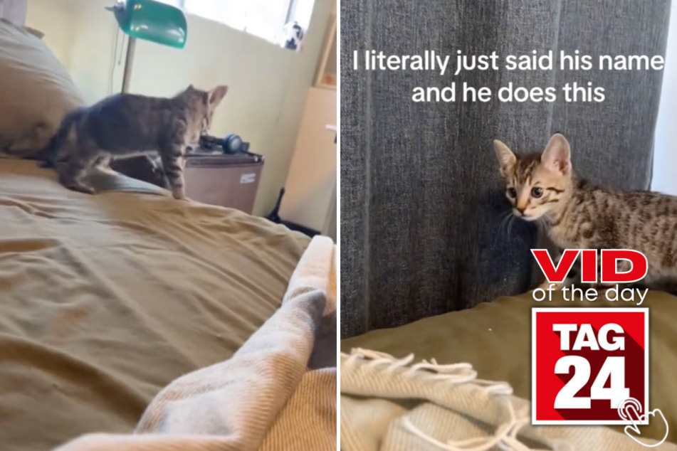 Today's Viral Video of the Day features an unusual cat named Kenny that reacts hilariously to hearing his name called out loud.