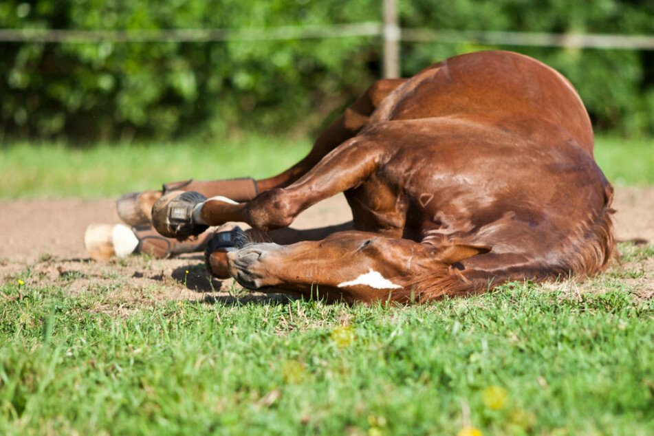 Pferd muss eingeschläfert werden: Ermittlungen gegen Besitzer