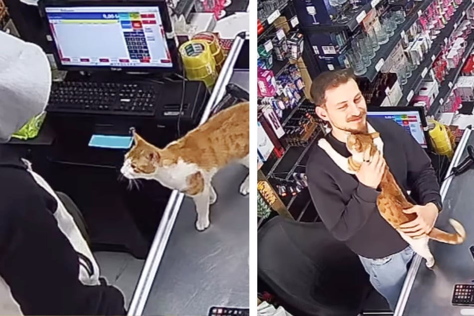 Ladenbesitzer Ferhat Hayat zeigt einer Straßenkatze gegenüber ein großes Herz und kümmert sich um sie.