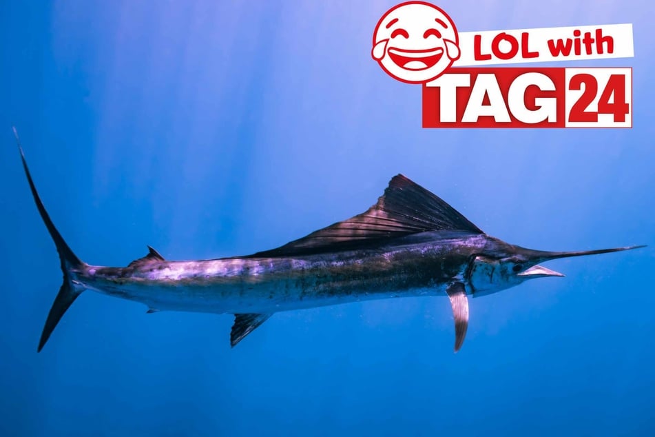 Joke of the Night for January 6, 2026: A fishy funny for ya!