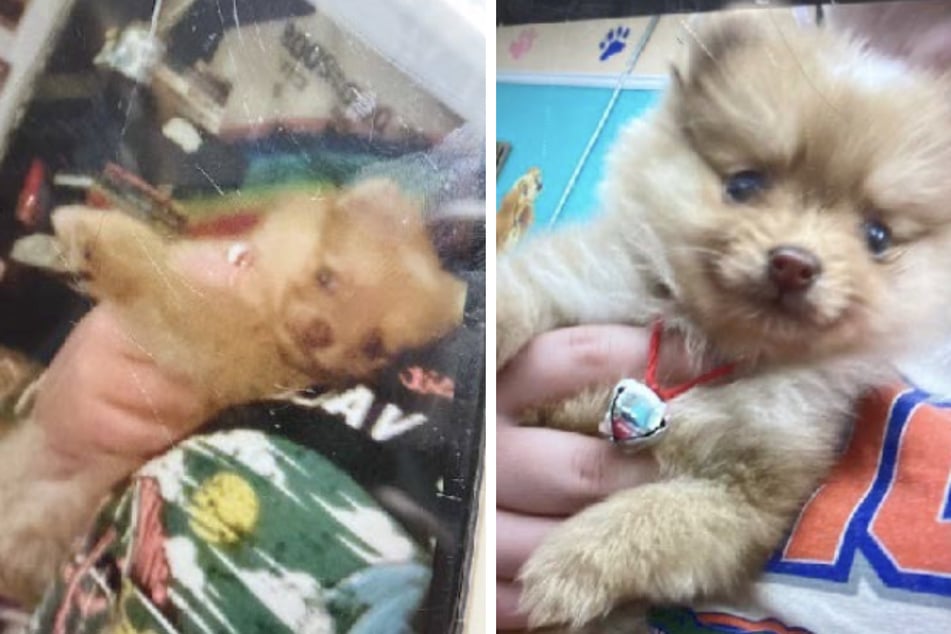 Florida puppy thieves snatch a dog right out of its owner's arms in shocking incident