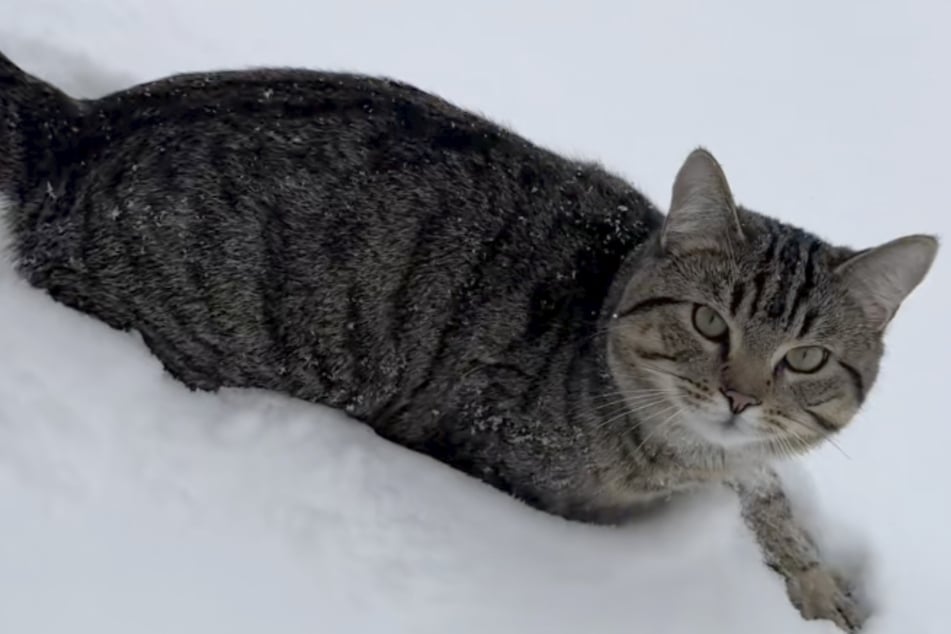 Der getigerte Kater lebt mit seiner Familie in Kanada.