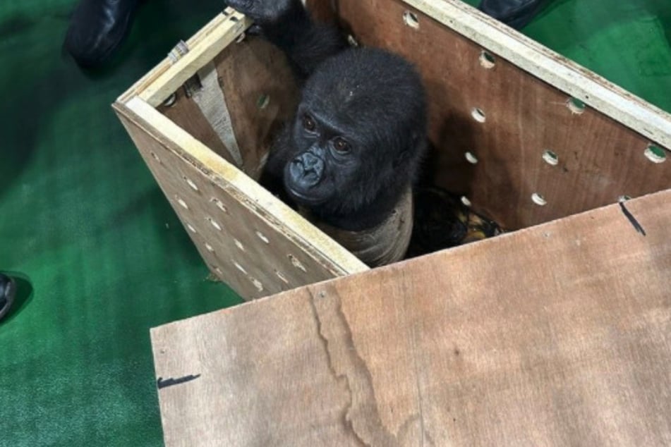 Das Flachland-Gorilla-Baby gehört zu einer stark gefährdeten Art.