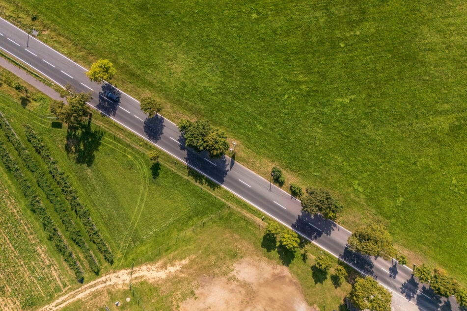 Nach Fällungen wird selten nachgepflanzt, weil das Regelwerk unklar ist.