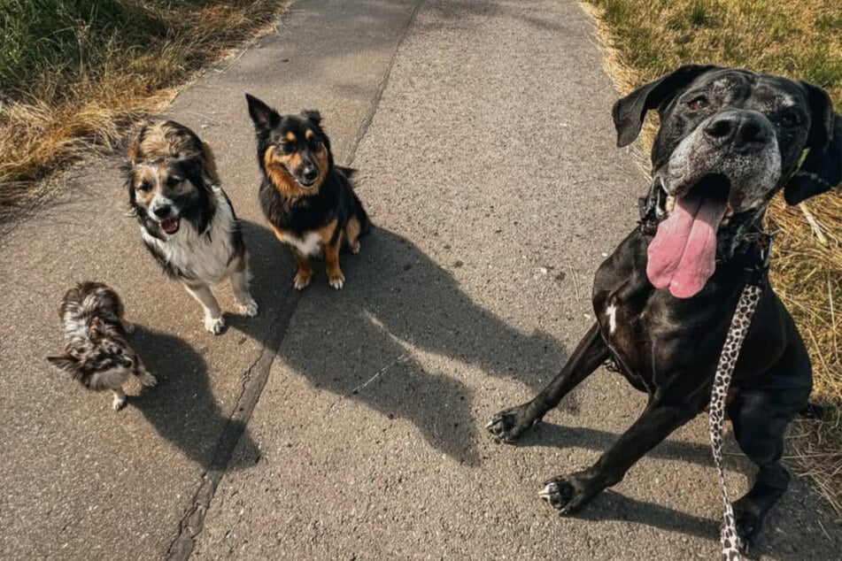 Armani disfruta de la compañía de otros perros.