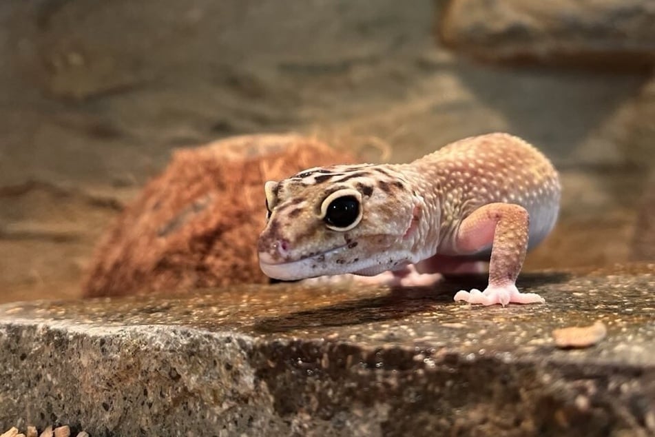 Auch von diesem Leopardgecko fehlt jede Spur.