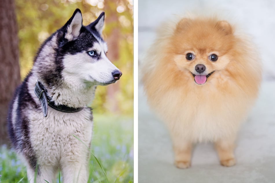 Husky and Dwarf Spitz mix to make shockingly adorable dogs!