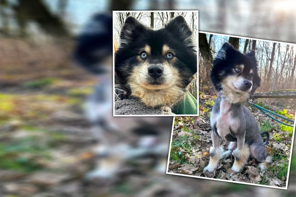 Verwahrlost an der Autobahn gefunden: Pomsky Koda braucht endlich Zuneigung