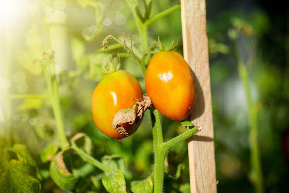 Bei zu starker Hitze und Sonneneinstrahlung verbleibt manchmal ein Gelbkragen bei Tomaten.