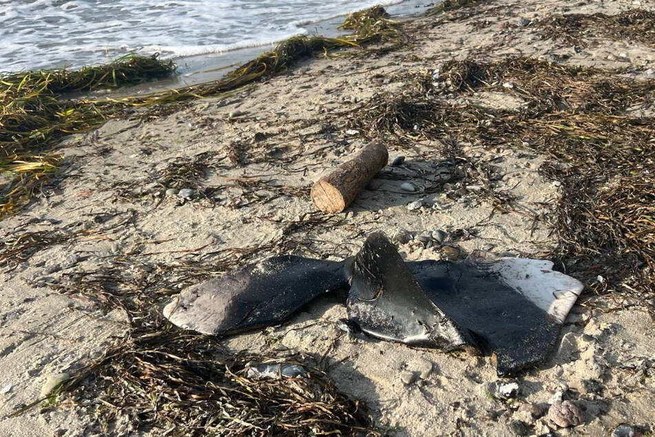 Am Ostseestrand von Boltenhagen wurden zwei abgetrennte Flossen von Schweinswalen entdeckt.