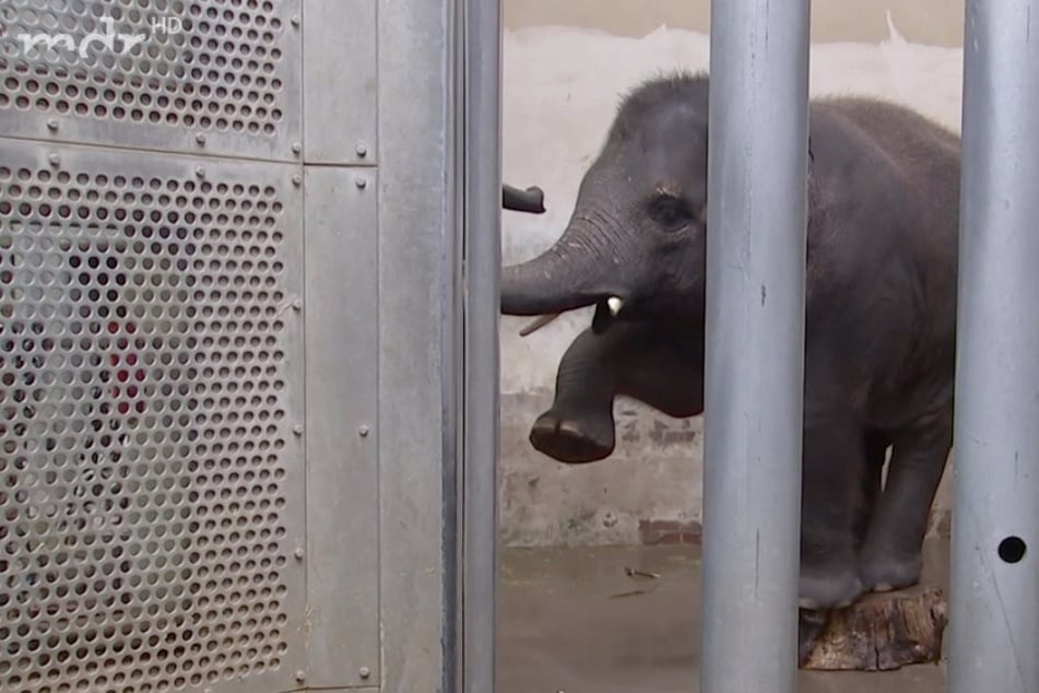 "Elefant, Tiger & Co.": Elefanten-Bulle Edgar wird zum Akrobat