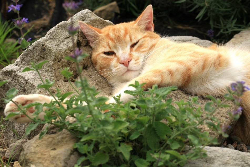 Katzenminze ist ein wirksames Mittel für Katzen in der Paarungszeit. Katzen lieben den Geruch der Pflanze. Es gibt auch Spielzeug mit getrockneter Katzenminze. Der Verzehr verführt sie zu einem Schläfchen und lenkt sie von ihrem Sexualtrieb ab.